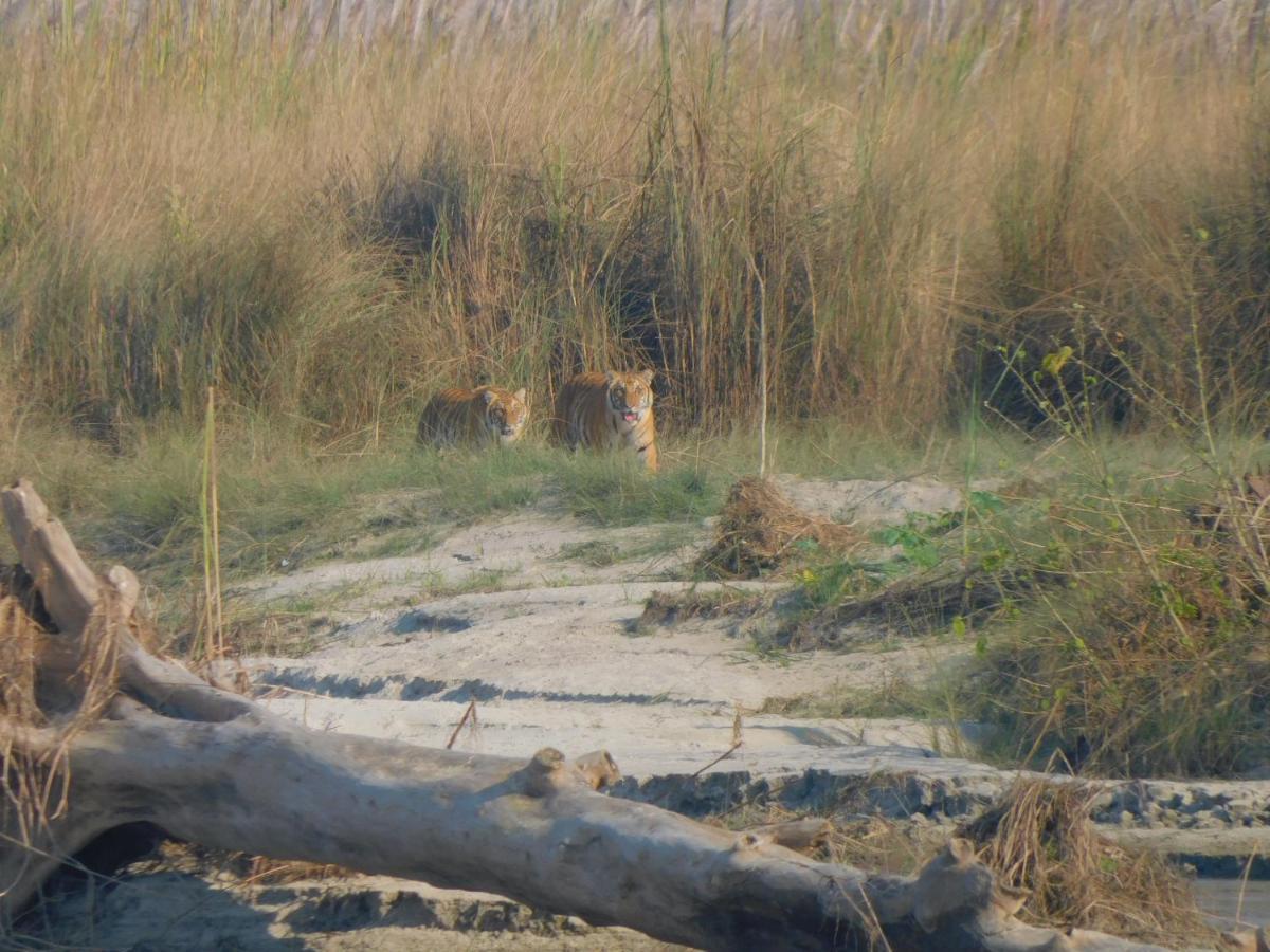 Chital Lodge Chitwan Exterior foto